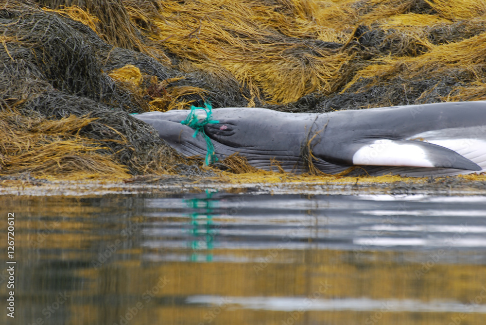 Fototapeta premium Wieloryb z ustami zaplątanymi w zieloną sieć rybacką