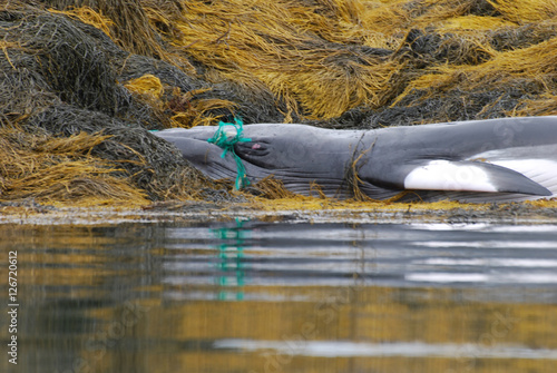 Whale with His Mouth Tangled in a Green Fishing Net
