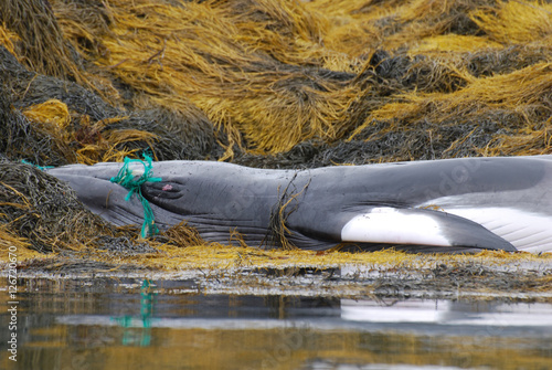 Deceased Whale as a Result of a Fishing Net