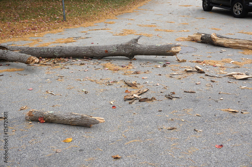 fallen tree trunk on the street blocking the traffic