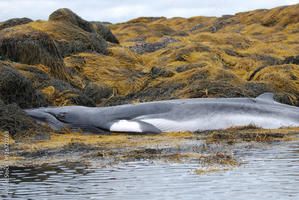 Fototapeta premium Beached Minkey Whale in Maine