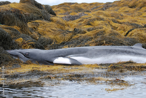 Young Minke Whale Deceased