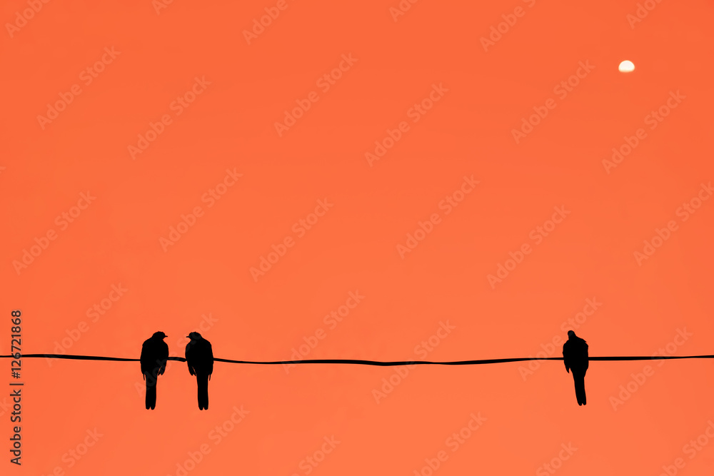 Fototapeta premium Silhouette of birds at sunset time.