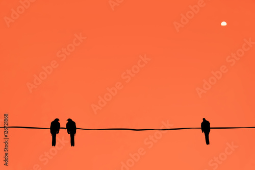 Silhouette of birds at sunset time.