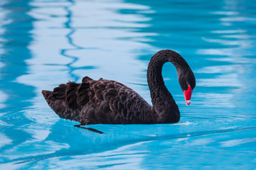 Acrylglasbilder Schwan Trauerschwan auf dunkler Wasserfläche  © muratart