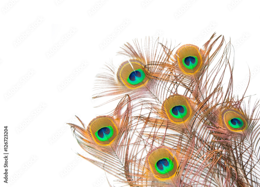 Obraz premium Beautiful peacock feather