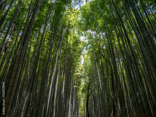 bamboo forest  Arashiyama  Kyoto  Japan