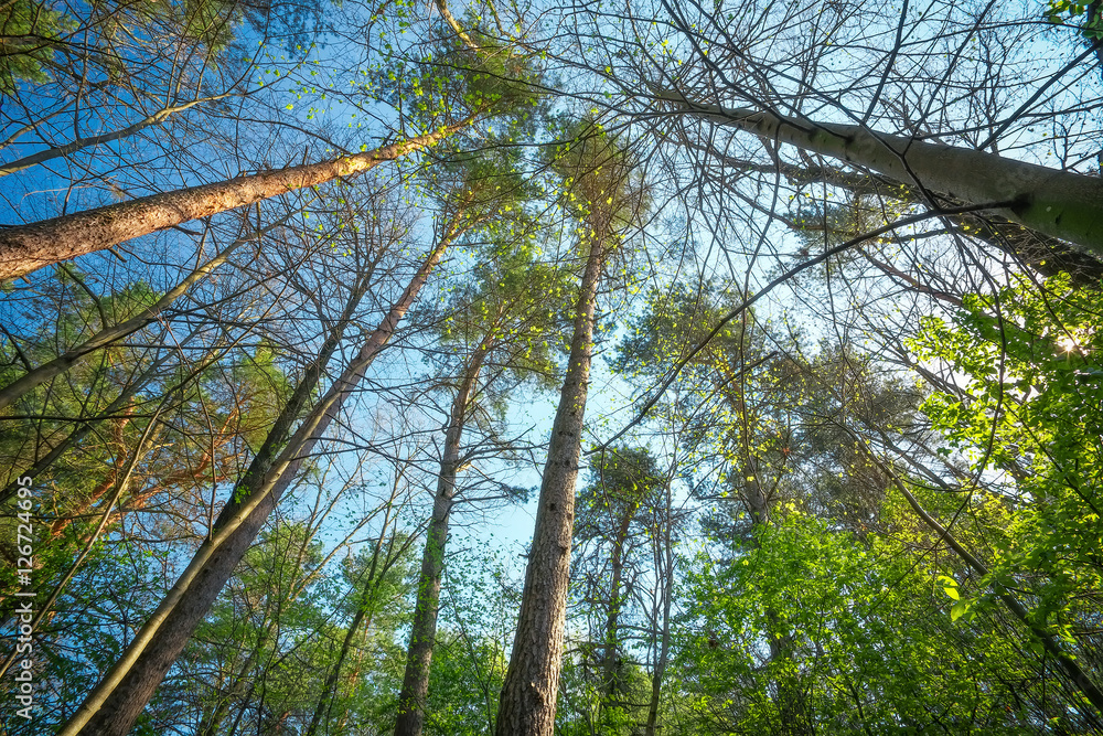 Fototapeta premium Into the forest. Composition of nature