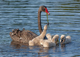 Black Swan Feeding Cygnets