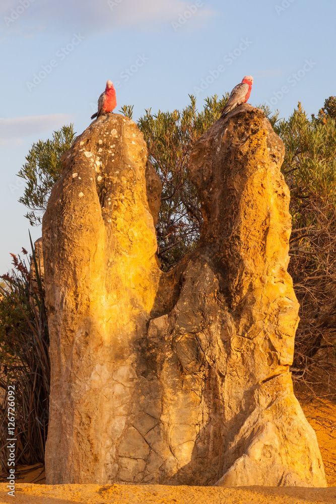 Fototapeta premium Galahs on a Pinnacle