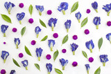 blue pea and globe Amaranth flowers and green leaves on white background.flay lay. overhead view.