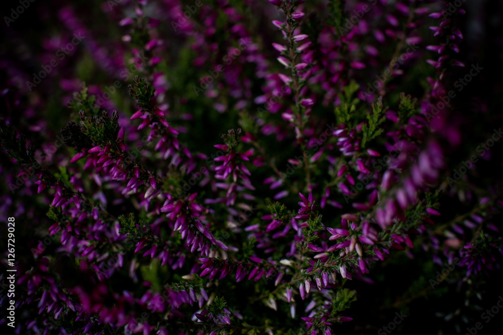 colourful swirley bokeh flowers colourful swirley bokeh flowers