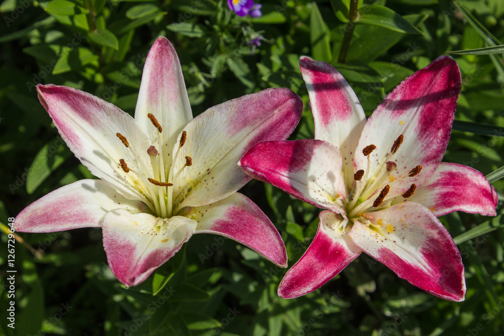 Two Asian lilies. The white and pink lilies. Two Asian lilies. The white and pink lilies.