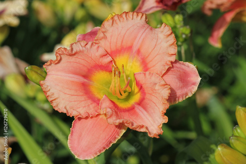 Daylily peach-pink color. Beautiful daylily in the summer garden.