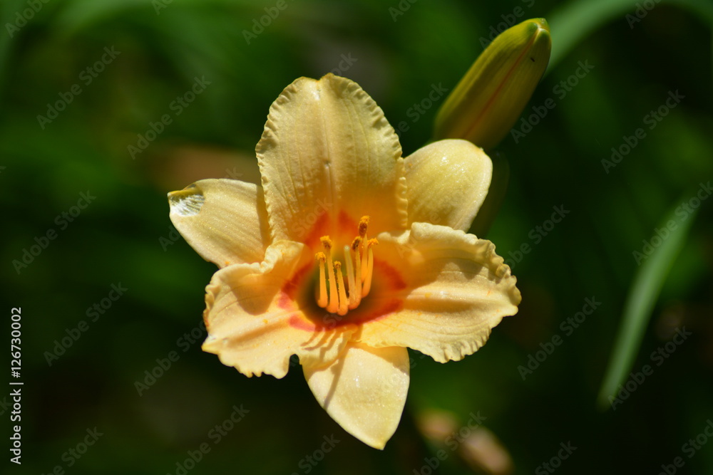 flower flower
