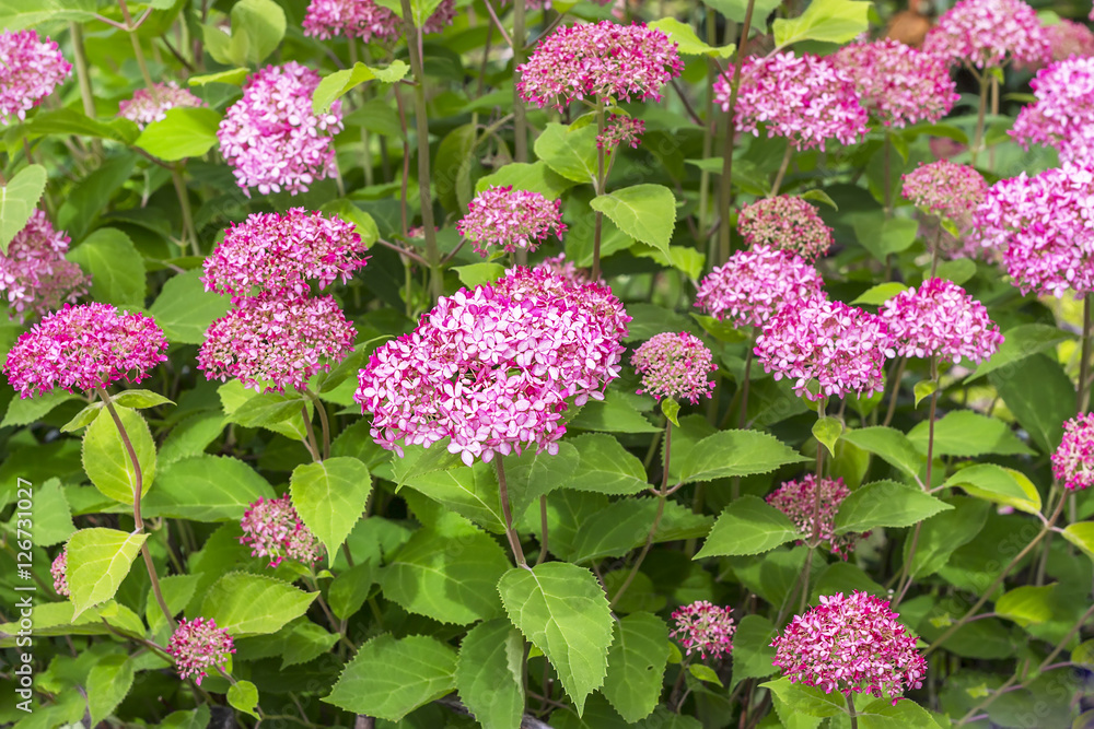 Pink hydrangea tree varieties Pink hydrangea tree varieties