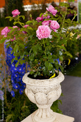 Fototapeta Naklejka Na Ścianę i Meble -  Roses in a marble vase