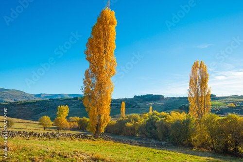 Fototapeta Naklejka Na Ścianę i Meble -  Trees in yellow autumn colors in sunlight