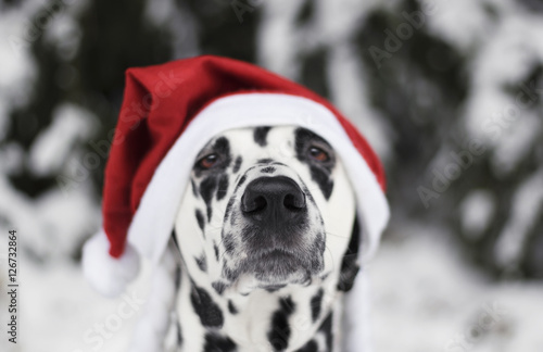 Bilde på lerret Dog in a hat of Santa Claus in the forest