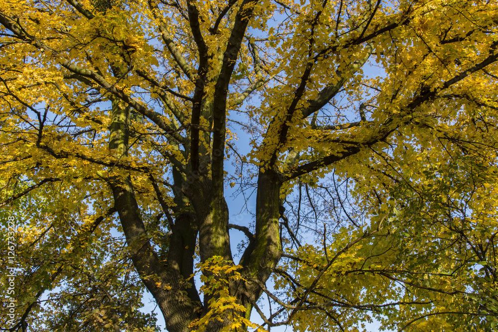 Yellow-orange maple leaves and blue sky.