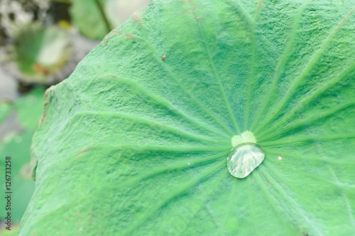 lotus leaf texture  drop of water on the lotus leaf  morning dew on lotus leaf.