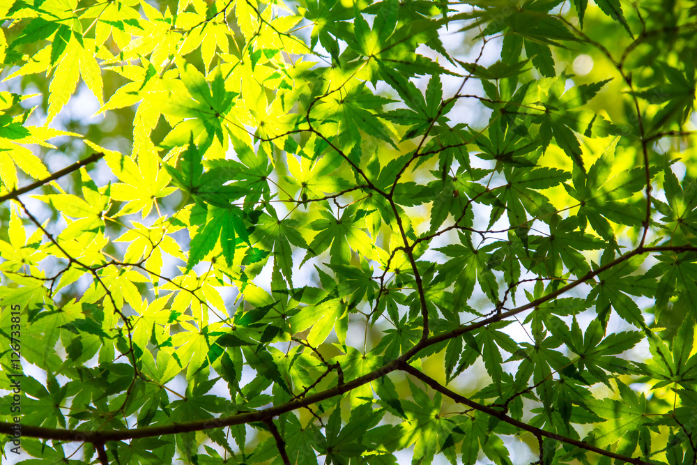 Green leaves Green leaves
