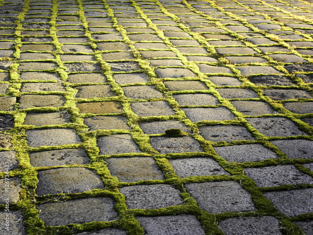 old road paved with moss between the stones old road paved with moss between the stones