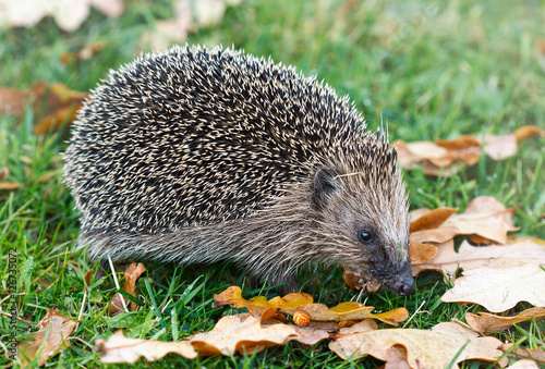 European hedgehog in the autumn