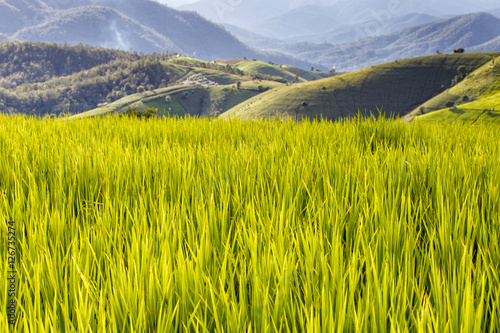 Green Terraced Rice Field in Pa Pong Pieng , Mae Chaem, Chiang Mai, Thailand