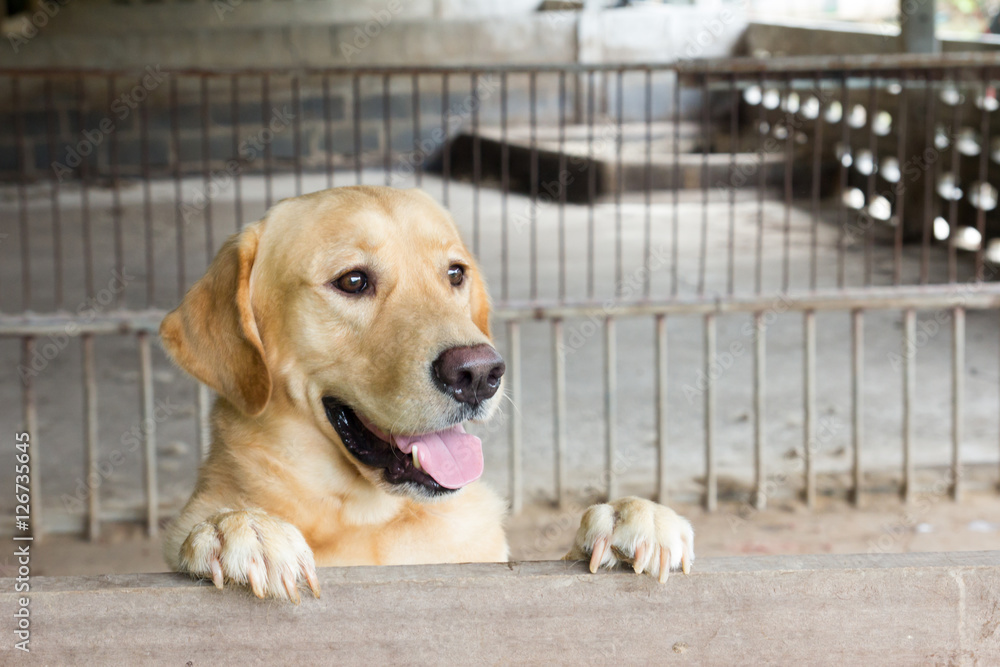 Brown dog stood and wait over the cage Brown dog stood and wait over the cage