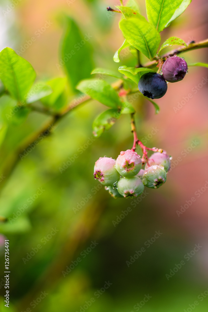 Ripen blueberries on the bush branches after rain in the garden Ripen blueberries on the bush branches after rain in the garden
