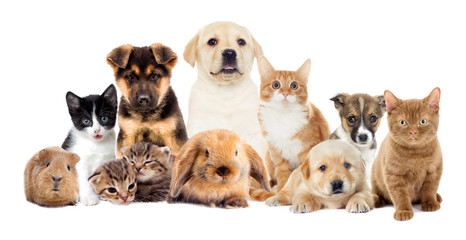 set pets