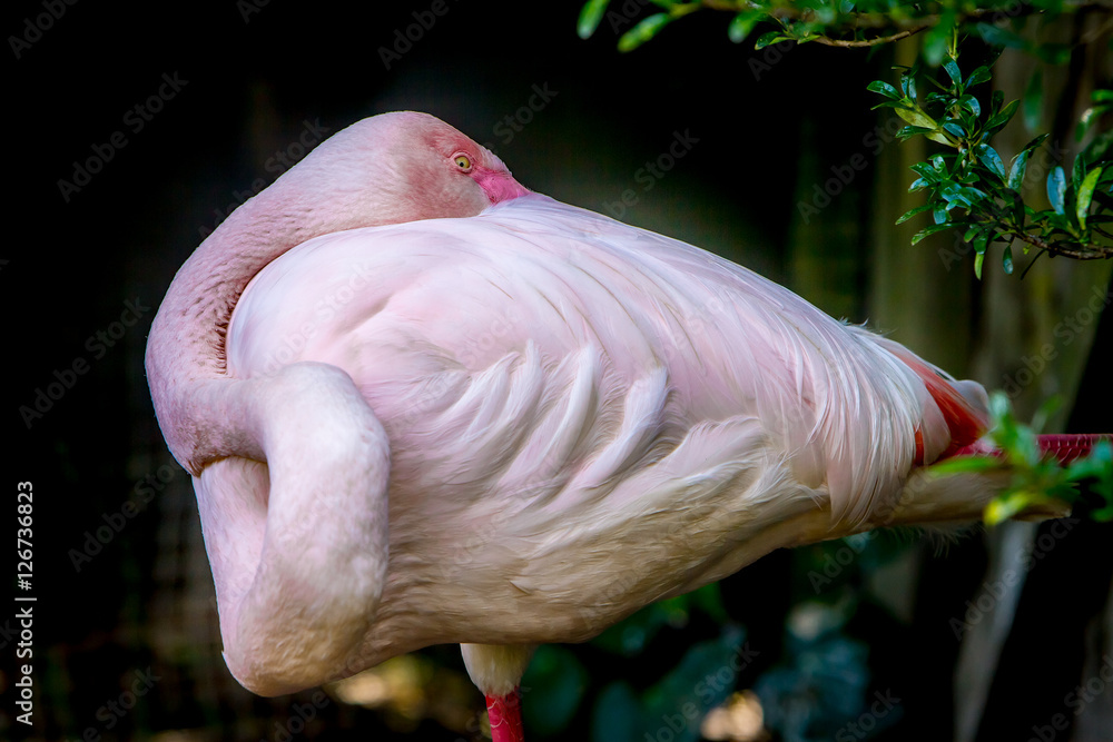 Fototapeta premium flamingo