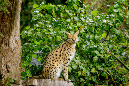 Serval cat (Felis serval) in the natural environment © Alena Yakusheva