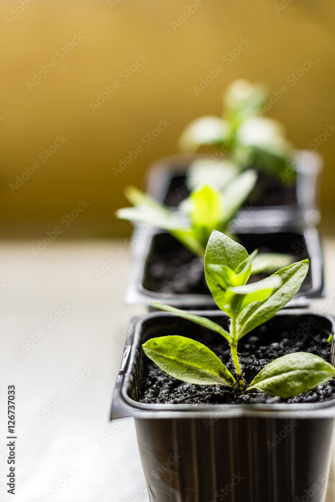 Maltese cross flower seedlings in the small black pots with black soil, horticulture and the flower planting concept Maltese cross flower seedlings in the small black pots with black soil, horticulture and the flower planting concept