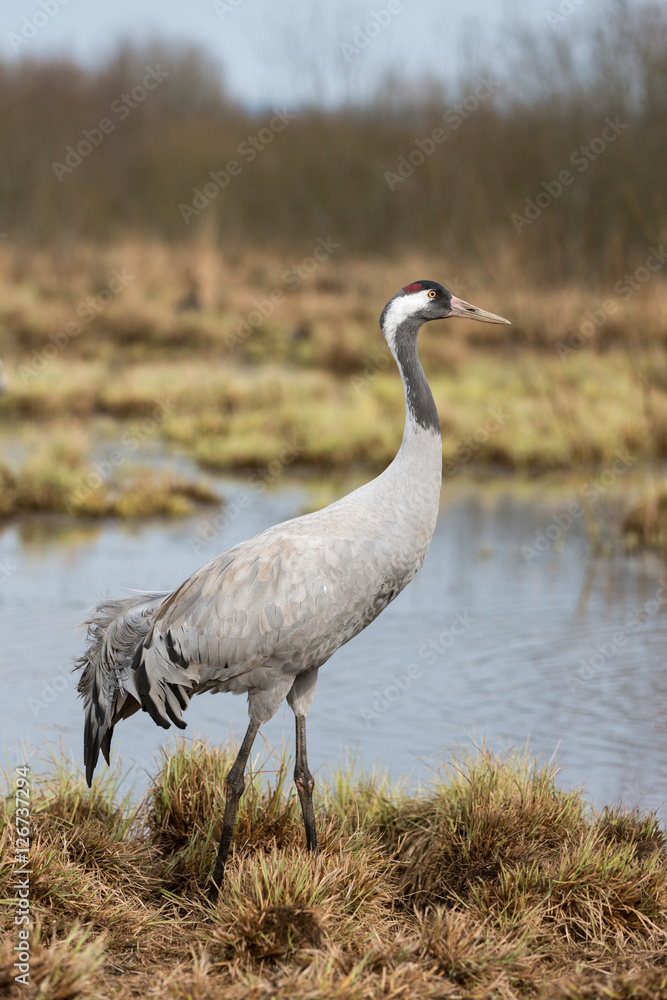 Common crane in a wetland at a stopover site Common crane in a wetland at a stopover site