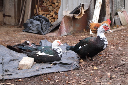 Close up of a muscovy duck .