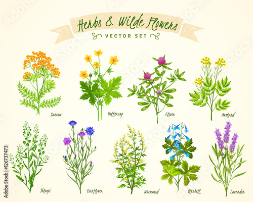 Herbs And Wild Flowers Background Set