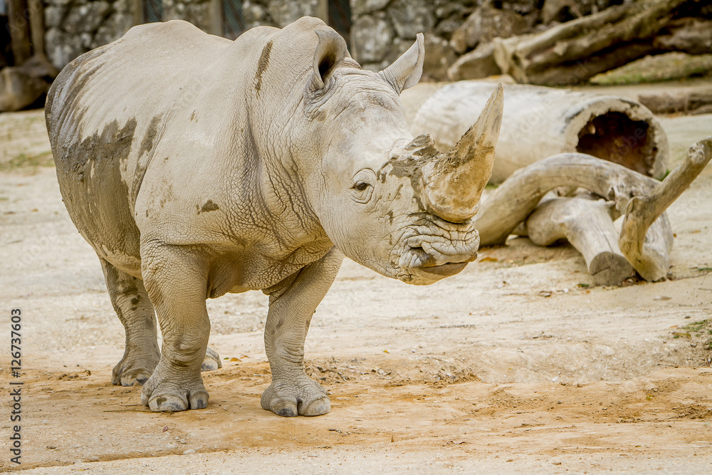 Obraz premium white rhino at zoo