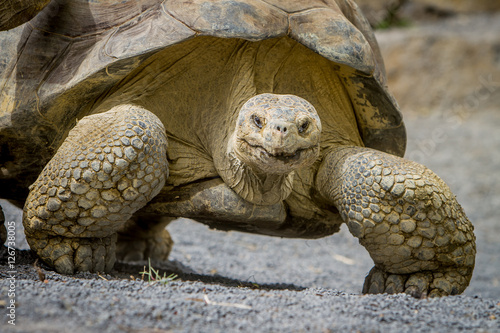 Giant grey tortoise standing on tropical island © Alena Yakusheva