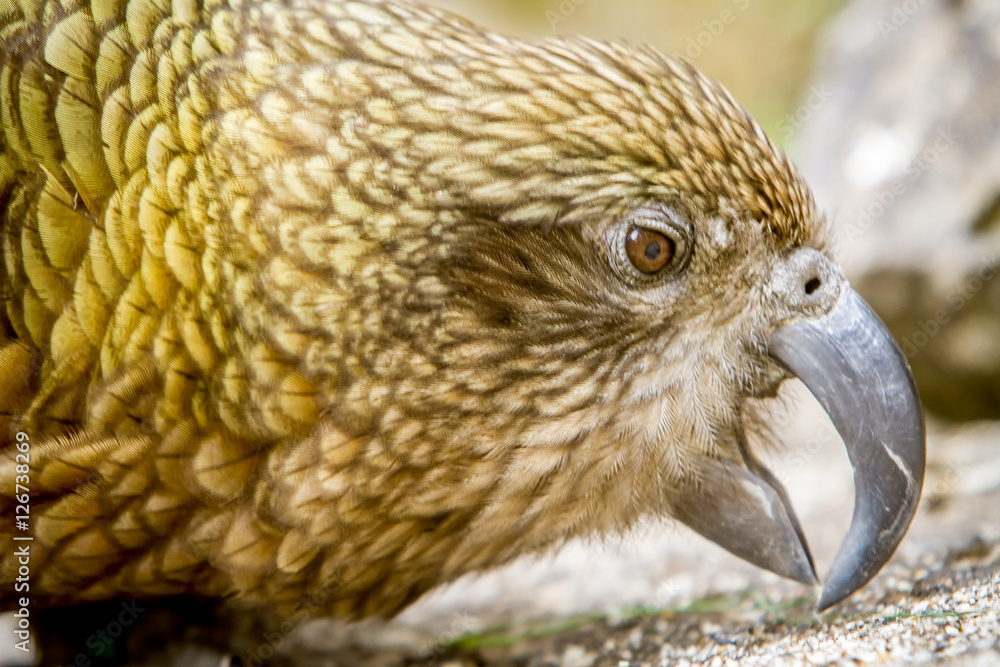 Obraz premium kea bird, new zealand