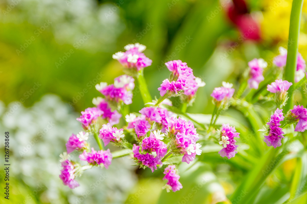 beautiful garden flowers, fresh colorful flowers beautiful garden flowers, fresh colorful flowers