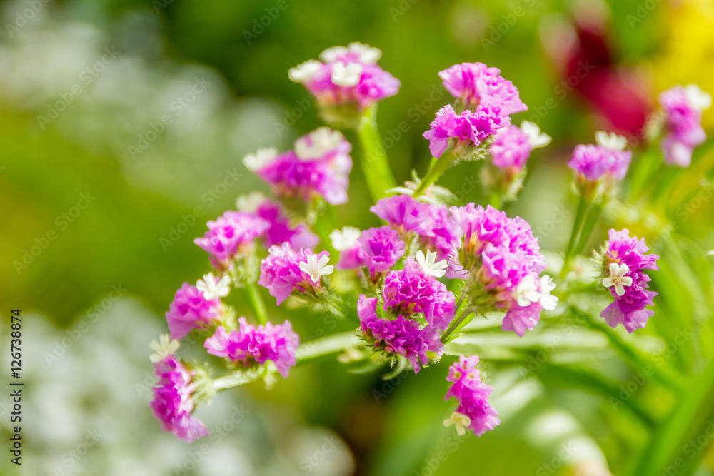 beautiful garden flowers, fresh colorful flowers beautiful garden flowers, fresh colorful flowers