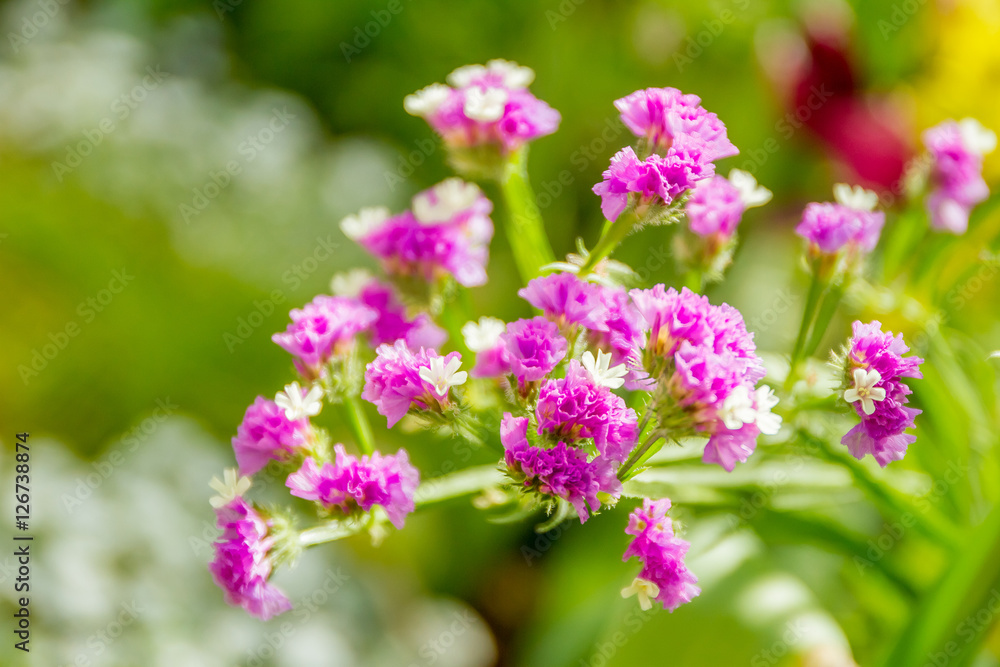 beautiful garden flowers, fresh colorful flowers