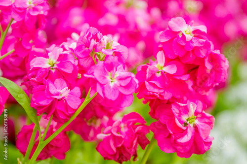 beautiful garden flowers, fresh colorful flowers