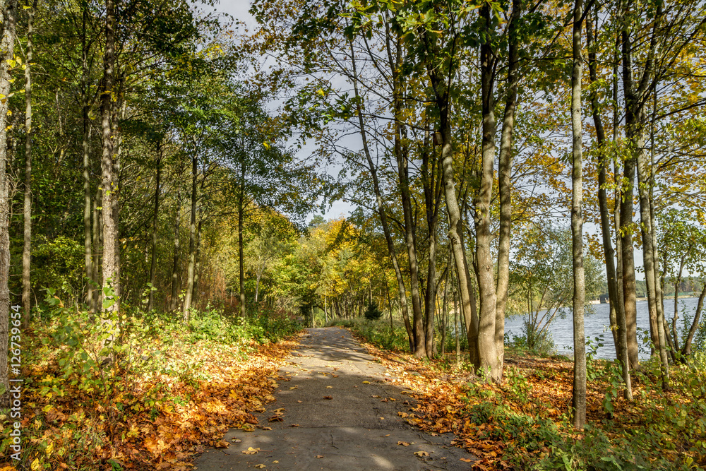 The road between yellow trees