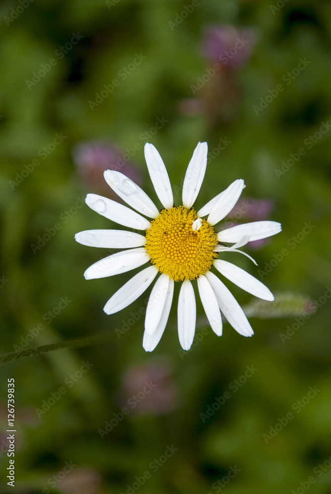 Obraz premium fiori e piante