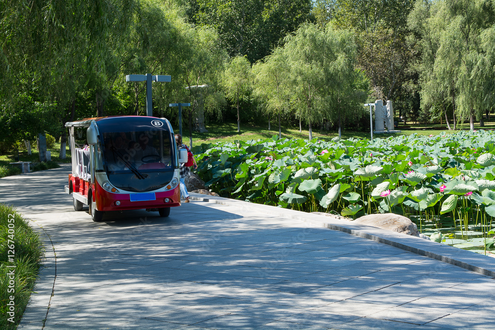 Tour bus following along lotus pond.