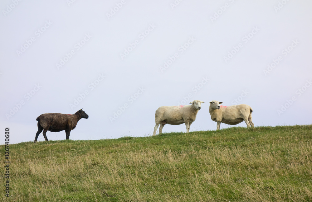 Misfit: A Black Sheep With Two White Sheep Misfit: A Black Sheep With Two White Sheep