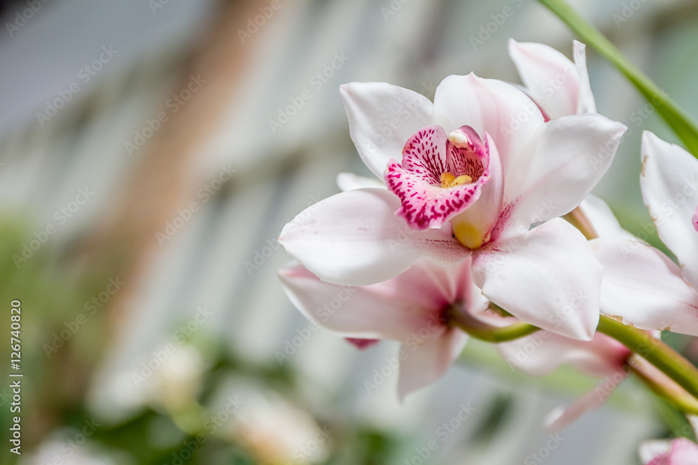 Beautiful orchid flowers on natural background Beautiful orchid flowers on natural background